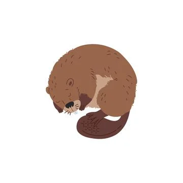 Vector character is a sleeping beaver with sharp teeth, a flat tail and brown Stock Illustration