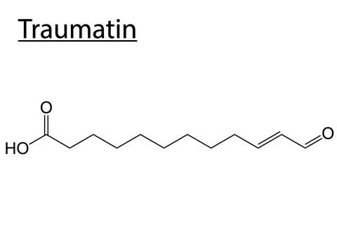 Vector of the chemical molecule structure of Traumatin (Sweetener) on a white Stock Illustration