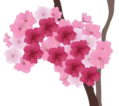 Vector Cherry Blossom Stock Illustration