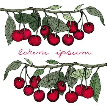 Vector cherry greeting card template. Can be use for background, design, in.. Stock Illustration