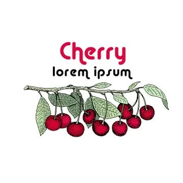 Vector cherry greeting card template. Can be use for background, design, in.. Illustrazione stock