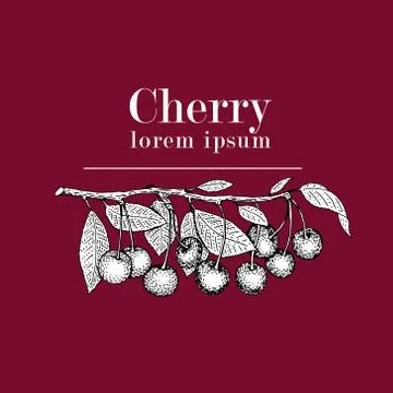 Vector cherry logo template. Can be use for background, design, invitation,.. Stock Illustration