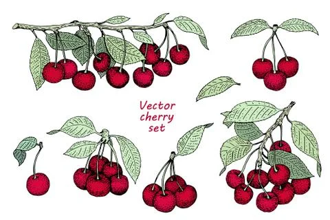 Vector cherry set. Can be use for background, packaging, design, invitation.. Stock Illustration