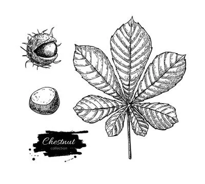Vector chestnut leaf and nuts drawing set. Autumn elements. 库存插图
