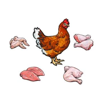 Vector chicken and cutted meat parts set sketch Stock Illustration