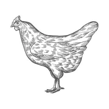 Vector chicken sketch Stock Illustration