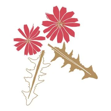 Vector chicory flower illustration. Illustrazione stock