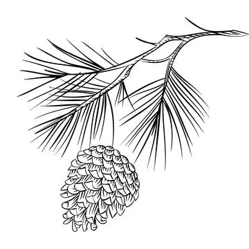 Vector christmas tree branch with pine cone isolated on white background Stock Illustration