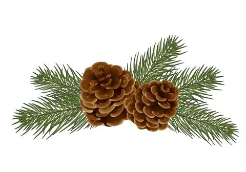 Vector christmas tree branches. Realistic fir-tree and cones,  isolated. Gr.. Stock Illustration