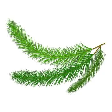 Vector Christmas tree fir branches on white background Stockillustratie