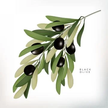 Vector Classic Style 3D Illustration Black Olive with Leaves Stock Illustration