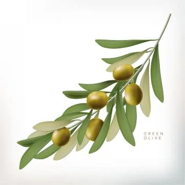 Vector Classic Style 3D Illustration Green Olive with Leaves Stock Illustration
