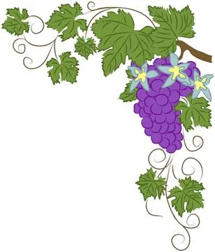 Vector clipart grapevine with purple bunch of grapes and blue flowers Ilustração Stock