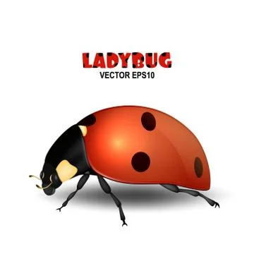 Vector close-up realistic ladybug insect icon isolated on white background Illustrazione stock