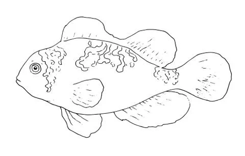 Vector of clownfish Platinum Maroon Fish hand-drawn black outline isolated on Stock Illustration