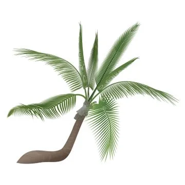 Vector coco nut tropical exotic high detailed palm tree isolated. Stock Illustration