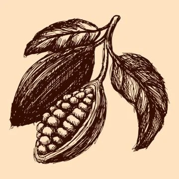 Vector cocoa hand drawn sketch illustration. Stock-Illustration