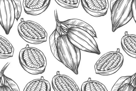 Vector Cocoa tree illustration Illustrazione stock