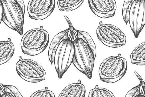 Vector Cocoa tree illustration Stock Illustration