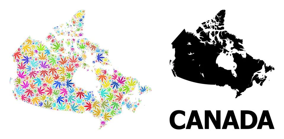 Vector Collage Map of Canada of Psychedelic Cannabis Leaves and Solid Map 스톡 일러스트
