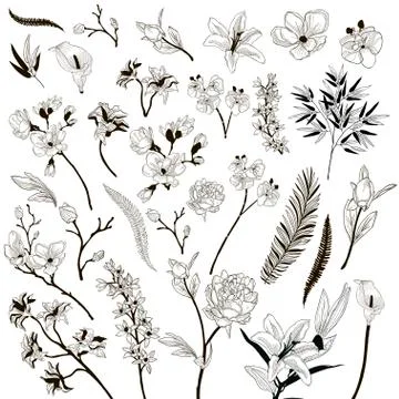 Vector Collection of Drawn Floral Design Elements Stock Illustration