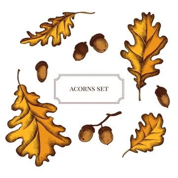 Vector collection of hand drawn acorns and oak leaves 스톡 일러스트