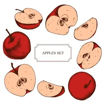 Vector collection of hand drawn apples highly detailed Stock Illustration