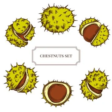 Vector collection of hand drawn buckeyes highly detailed Stock Illustration