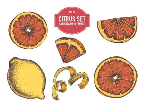 Vector collection of hand drawn citrus Stock Illustration