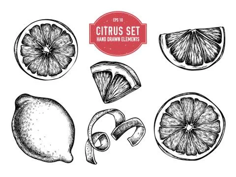 Vector collection of hand drawn citrus Stock Illustration