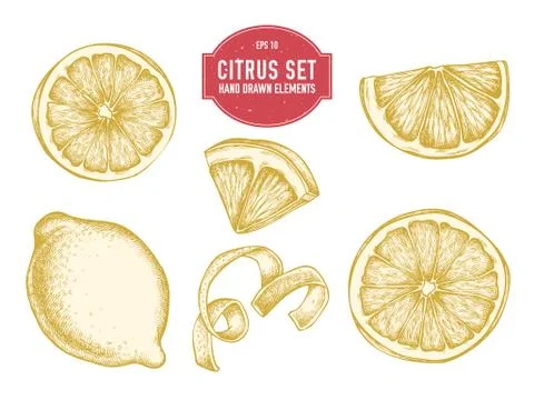 Vector collection of hand drawn citrus Stock Illustration