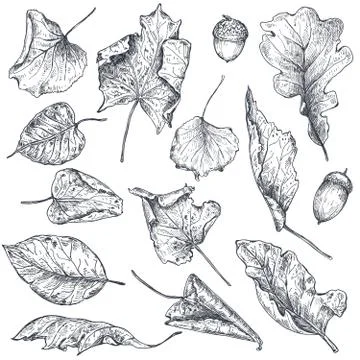 Vector collection of hand drawn dry autumn leaves Stock Illustration