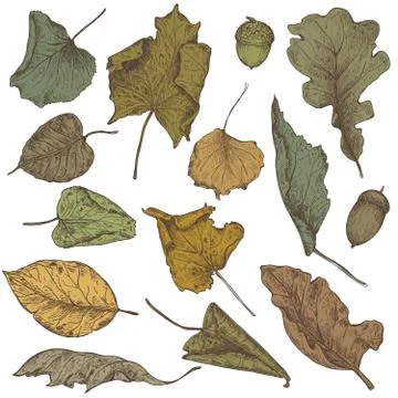 Vector collection of hand drawn dry autumn leaves Illustrazione stock