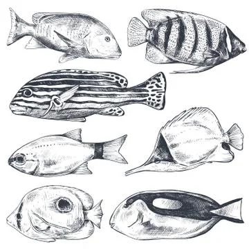 Vector collection of hand drawn exotic fishes in sketch style isolated on white. Stock Illustration