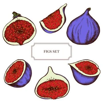 Vector collection of hand drawn figs highly detailed Stock Illustration