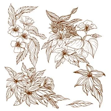 Vector collection of hand drawn flowers and berries Stock Illustration