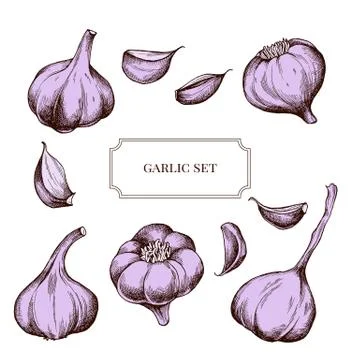 Vector collection of hand drawn garlic highly detailed Stock Illustration