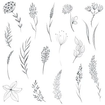 Vector collection of hand drawn herbs and wildflowers. Stock Illustration