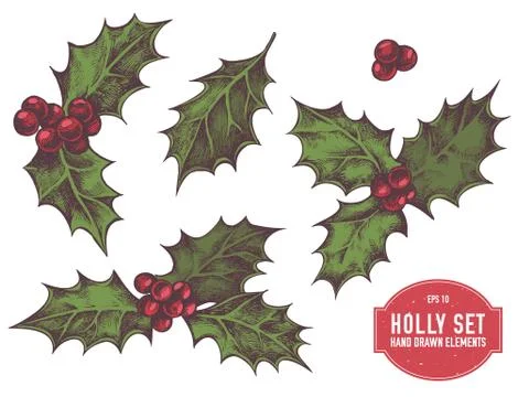 Vector collection of hand drawn holly Stock Illustration