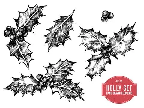 Vector collection of hand drawn holly Stock Illustration