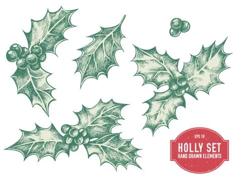 Vector collection of hand drawn holly Stock Illustration