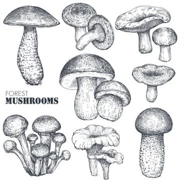 Vector collection of hand drawn mushrooms in sketch style Illustrazione stock