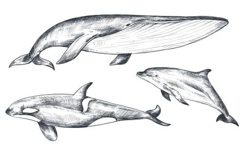 Vector collection of hand drawn ocean and sea animals in sketch style isolated Stock Illustration