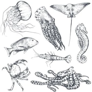 Vector collection of hand drawn ocean and sea animals in sketch style isolated Stock Illustration