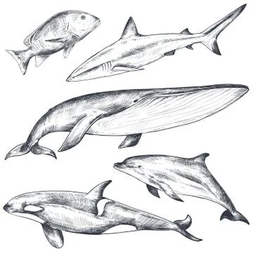 Vector collection of hand drawn ocean and sea animals in sketch style isolated Stock Illustration