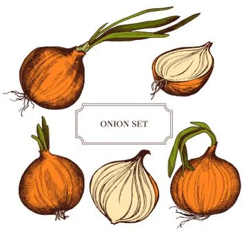 Vector collection of hand drawn onions highly detailed 스톡 일러스트
