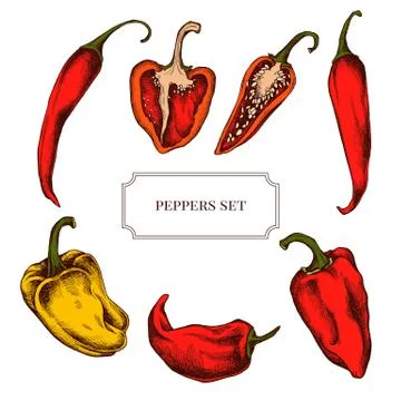 Vector collection of hand drawn pepper highly detailed 스톡 일러스트