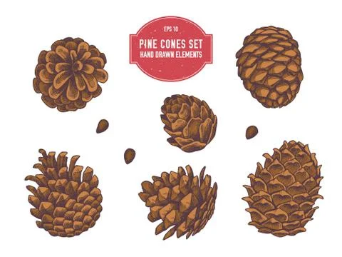 Vector collection of hand drawn pine cones Stock Illustration