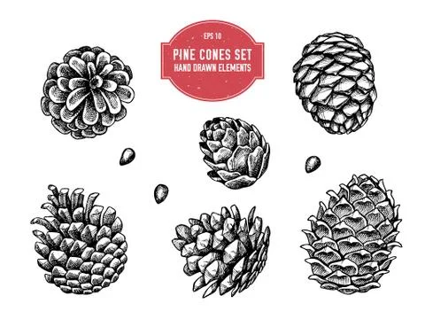 Vector collection of hand drawn pine cones Stock Illustration