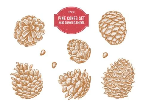 Vector collection of hand drawn pine cones Stock Illustration